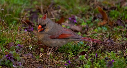 Red Cardinal perched atop a bed of lush green grass