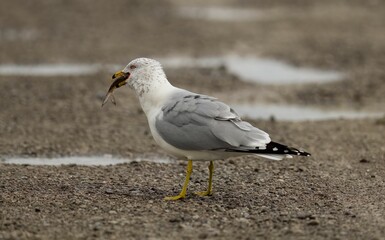 Fototapeta premium White seagull perched on the ground with a small fish in its beak