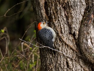 Woodpecker perched atop a bare tree branch, looking out into an open landscape