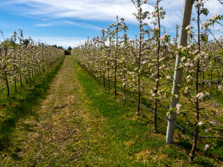 Fototapeta na wymiar Cultivo de manzanos, en flor, en el pueblo de Zedes. El segundo en producción de Portugal.