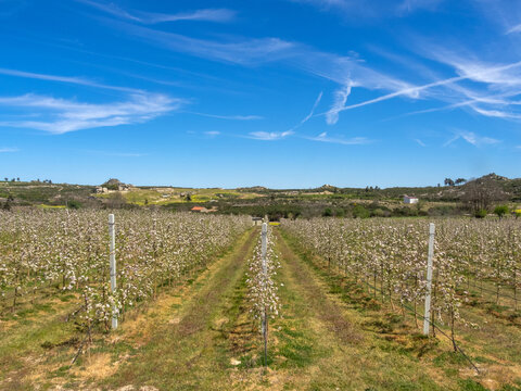 Cultivo de manzanos, en flor, en el pueblo de Zedes. El segundo en producci&oacute;n de Portugal.