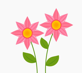 Pink flowers growing and blooming isolated on white background.