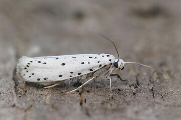 Closeup on the white speckled micro Ermine moth, Yponomeuta species sitting on wood