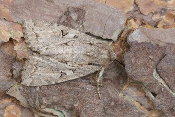 Closeup on the Dingy Shears owlet moth, Apterogenum ypsillon sitting on wood in the garden