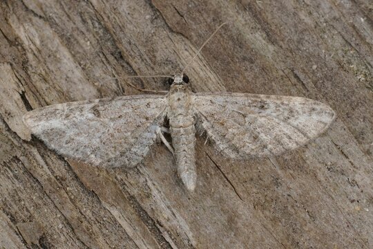 Closeup on the small Angle-barred Pug , Eupithecia innotata, geometer moth, with spread wings