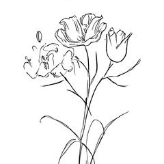 Sketch of flowers