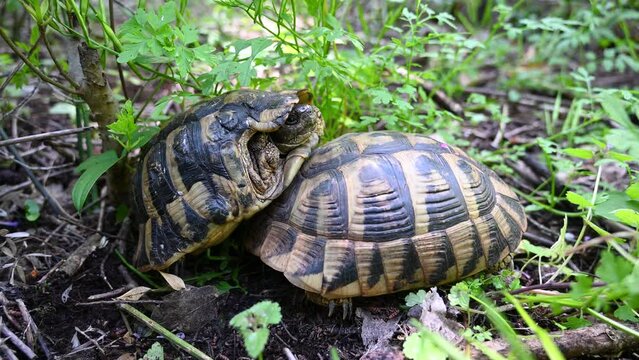 Wild turtles mate in nature.