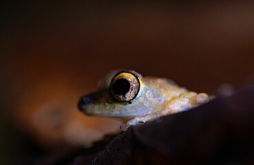 A closeup shot of a small frog with a blurred background