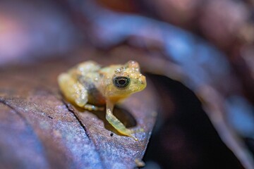 a close up of a small frog on a leaf in the forest