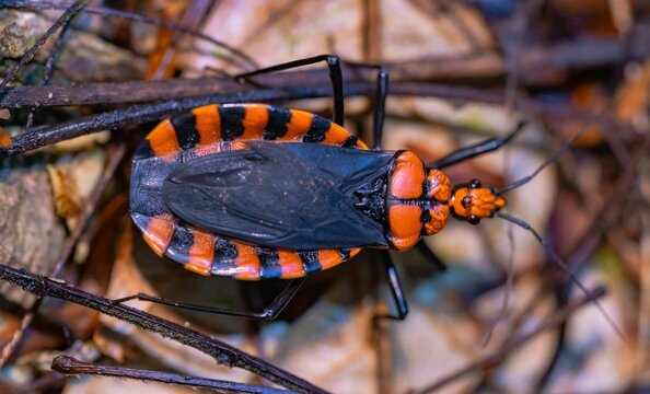 A closeup shot of Triatoma infestans