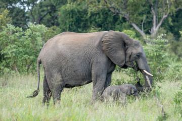 Naklejka na ściany i meble mother and baby elephant eating grass in shrubland thick vegetation at Kruger park, South Africa