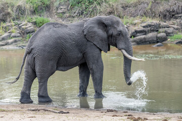 male elephant spraying water of pond in shrubland at Kruger park, South Africa