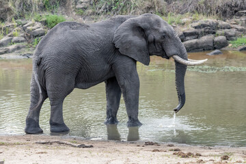 male elephant in shallow waters of pond in shrubland at Kruger park, South Africa