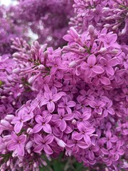 Pink hydrangea flowers