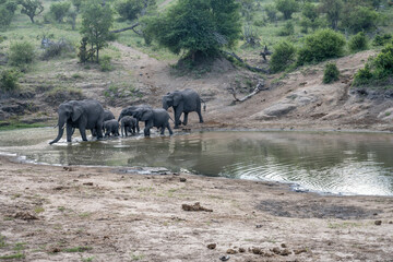 landscape with group of elephants wading pond in shrubland at Kruger park, South Africa