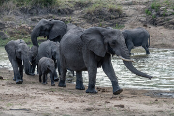 group of female and cubs elephants on pond shore in shrubland at Kruger park, South Africa