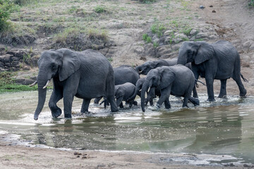 group of female and cubs elephants wading pond in shrubland at Kruger park, South Africa