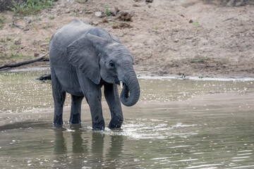 young elephant drinking in shallow waters of pond in shrubland at Kruger park, South Africa