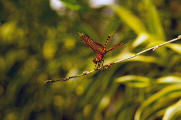 A dragonfly (Anisoptera) perched on a tree branch on a sunny day