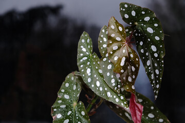 Begonia maculata plant on a grey background. Trout begonia leaves with white dots and metallic shimmer, close up. Spotted begonia houseplant with green lanceolate leaves and red underside.