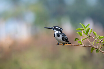 Pied-Kingfisher