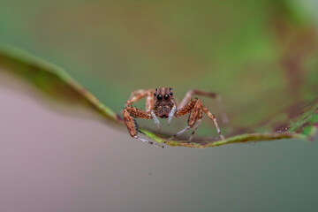 Jumping Spider