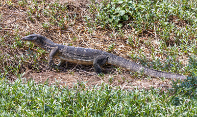 A lizard The Asian water monitor (Varanus salvator) walk on a shore, Thailand