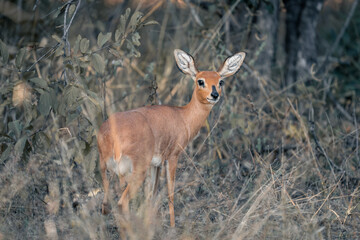 Naklejka na ściany i meble Steenbok stands in undergrowth turning towards camera