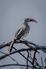 Southern red-billed hornbill on branch in sunshine