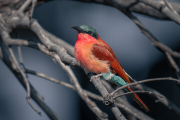 Southern carmine bee-eater with catchlight in branches