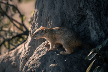Naklejka na ściany i meble Smith bush squirrel on sunny termite mound