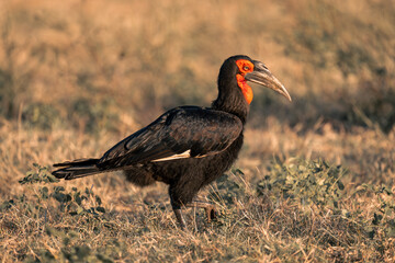 Southern ground hornbill crosses grass lifting foot