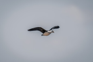 Spur-winged goose glides spreading wings in sunshine