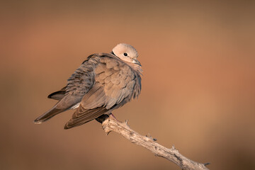 Ring-necked dove on branch with orange background