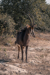 Obraz premium Sable antelope stands on rocks watching camera