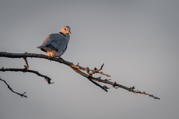 Ring-necked dove on branch in warm light