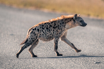 Obraz na płótnie Canvas Spotted hyena jogs across road in sunshine