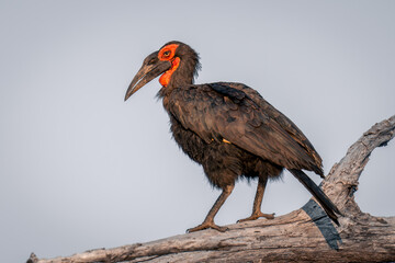 Southern ground hornbill with catchlight on branch