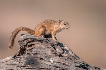 Smith bush squirrel on dead log staring