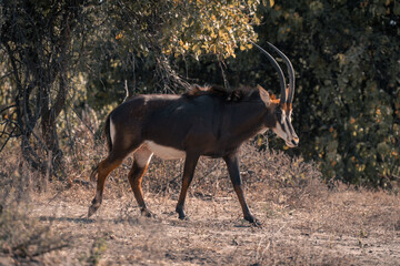 Sable antelope walks across clearing watching camera