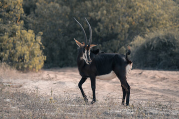 Sable antelope stands by track turning round