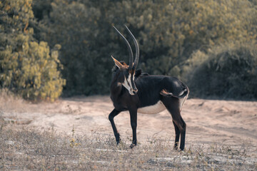 Sable antelope stands beside track turning round © Nick Dale