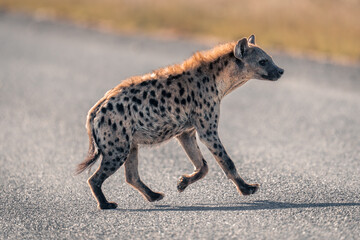 Naklejka na ściany i meble Spotted hyena runs across road in sunshine