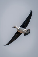 Spur-winged goose glides stretching wings in sunshine