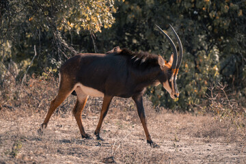 Sable antelope walks across clearing lowering head