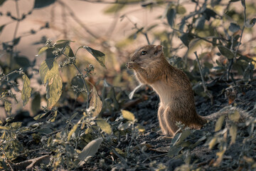 Naklejka na ściany i meble Smith bush squirrel on hind legs eating