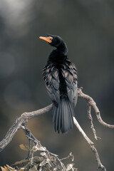 Reed cormorant on twisted branch looking back