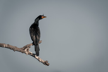 Reed cormorant on dead branch in sunshine