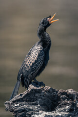 Reed cormorant on dead branch opening beak