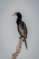 Reed cormorant on dead branch in profile